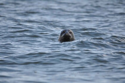 Baabe auf Rügen: Robben-Spotting-Kreuzfahrt auf der Ostsee