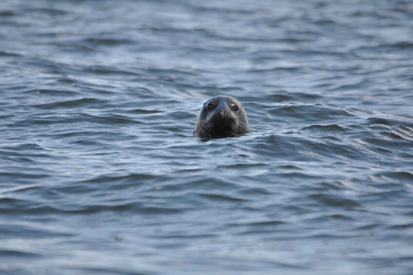 Baabe on Rügen: Seal-Spotting Cruise in the Baltic