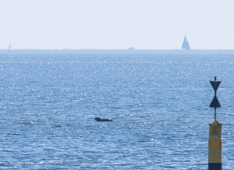 Picture 4 for Activity Baabe on Rügen: Seal-Spotting Cruise in the Baltic