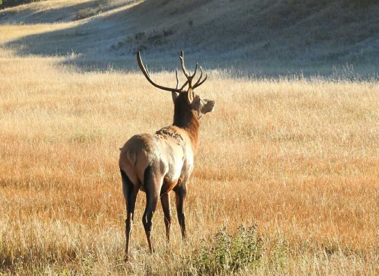 Picture 2 for Activity From Calgary: Deep 1 Day Tour in Banff