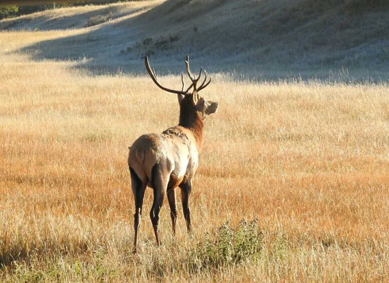 Picture 2 for Activity From Calgary: Deep 1 Day Tour in Banff