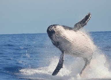 Samaná: Whale Watch, Cayo Levantado & Limón Waterfall Tour