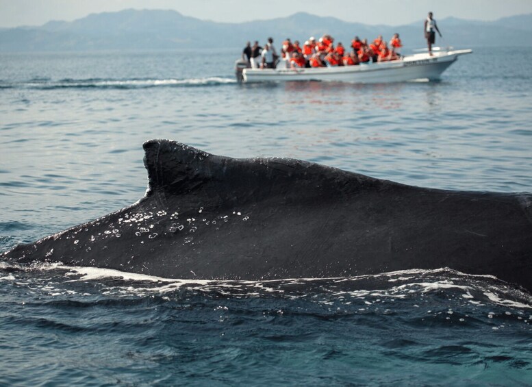 Picture 2 for Activity Samaná: Whale Watch, Cayo Levantado & Limón Waterfall Tour