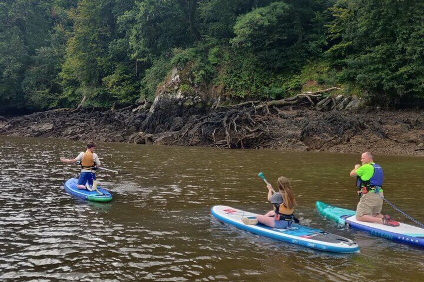 Half day Paddleboarding exploration on the Dart