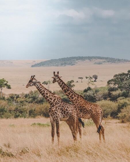 Picture 4 for Activity 1 Day Flying Safari from Zanzibar to Mikumi National Park