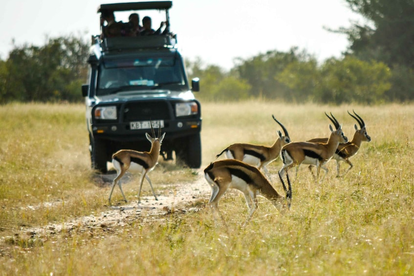 Picture 1 for Activity 1 Day Flying Safari from Zanzibar to Mikumi National Park