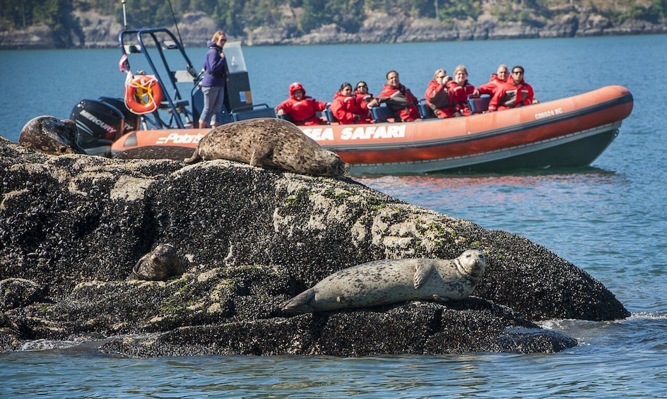 Picture 1 for Activity Vancouver: Howe Sound Fjords, Sea Caves & Wildlife Boat Tour