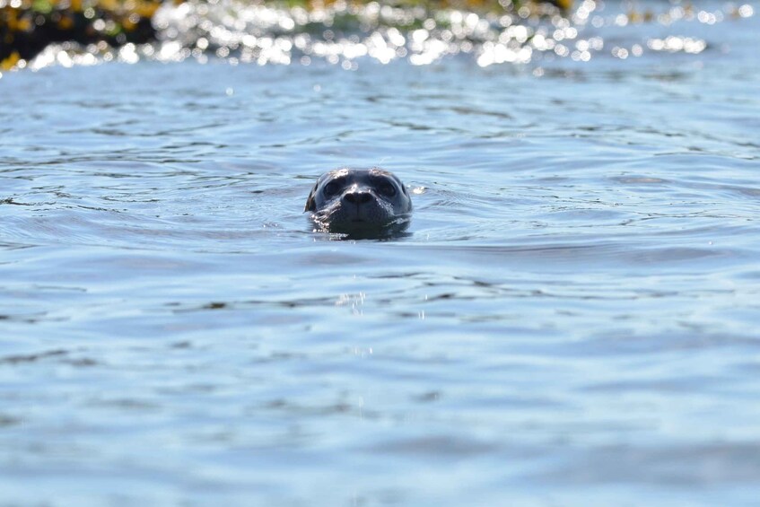 Picture 5 for Activity Vancouver: Howe Sound Fjords, Sea Caves & Wildlife Boat Tour