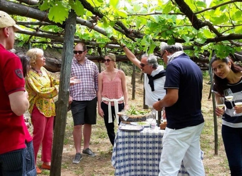 Picture 4 for Activity Tramonti: Tenuta San Francesco Wine Tasting