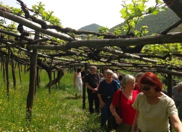 Picture 1 for Activity Tramonti: Tenuta San Francesco Wine Tasting