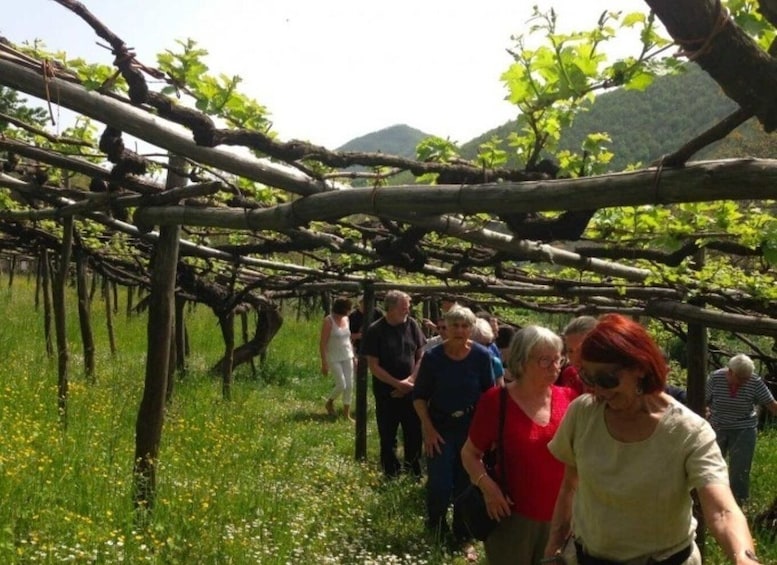 Picture 1 for Activity Tramonti: Tenuta San Francesco Wine Tasting