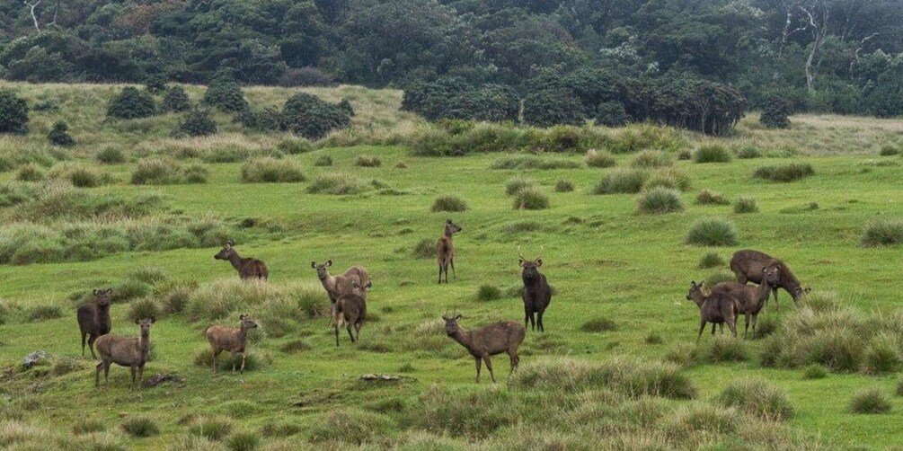 Picture 5 for Activity Visit Horton plains and Nuwara Eliya from Ella