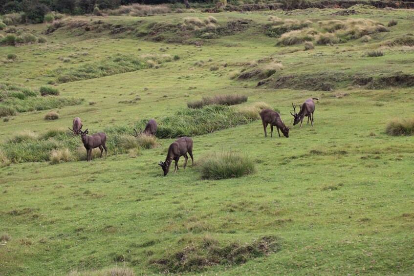 Picture 8 for Activity Visit Horton plains and Nuwara Eliya from Ella