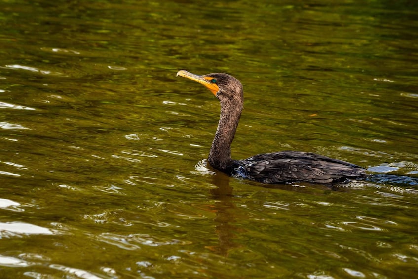 Picture 4 for Activity Rio Lagartos: Boat Tour through the Nature Reserve