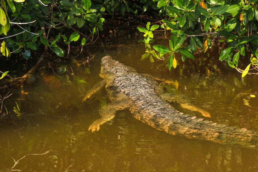 Picture 2 for Activity Rio Lagartos: Boat Tour through the Nature Reserve