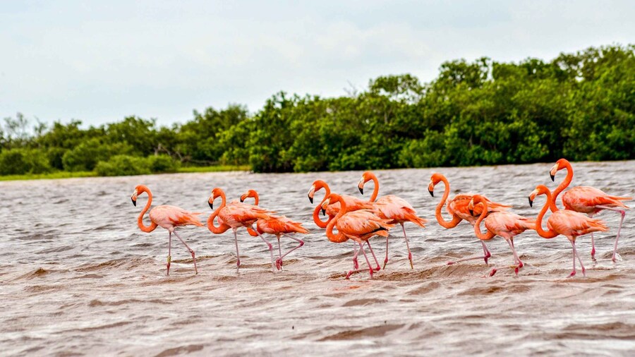 Rio Lagartos: Nature tour and flamingo watching