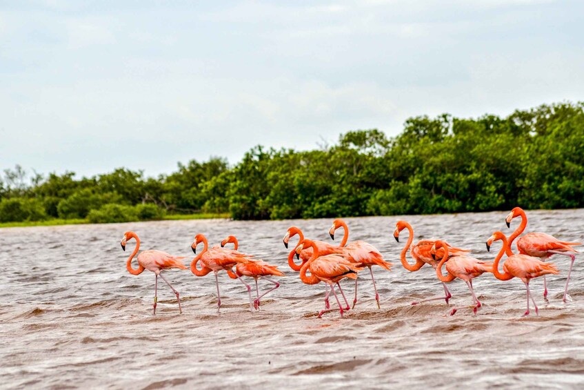 Rio Lagartos: Boat Tour through the Nature Reserve