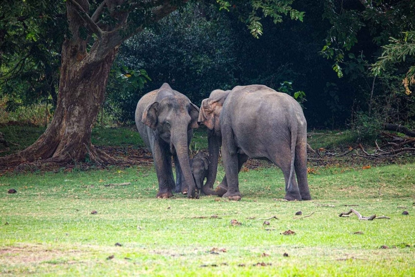 Picture 6 for Activity Hurulu National Park Safari minneriya