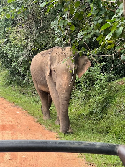 Hurulu National Park Safari minneriya