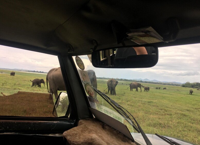 Picture 7 for Activity Hurulu National Park Safari minneriya