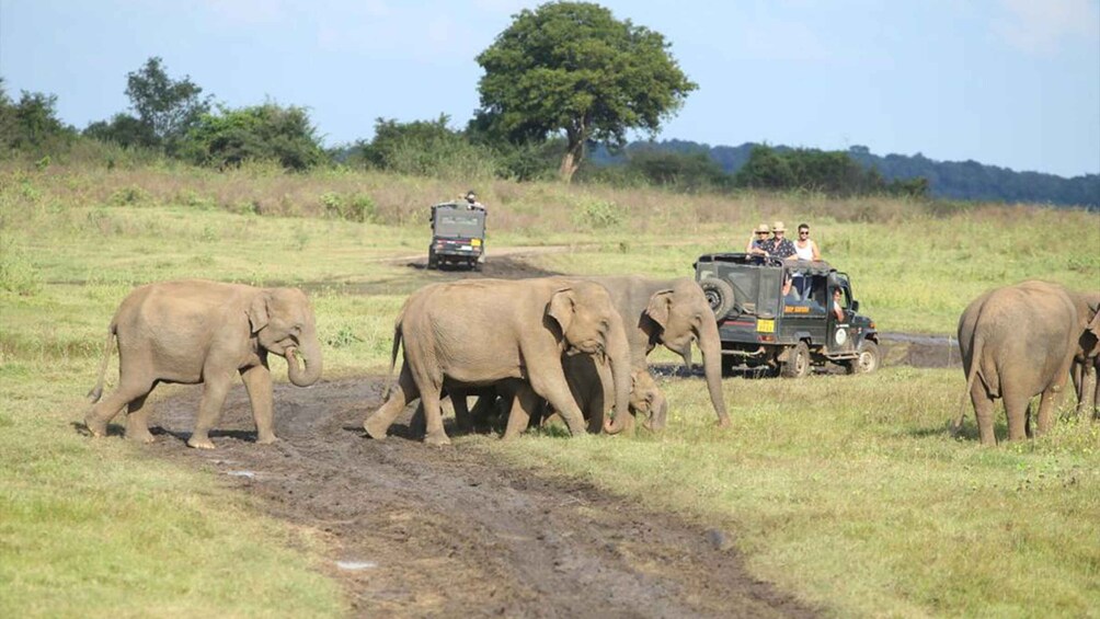 Picture 1 for Activity Hurulu National Park Safari minneriya