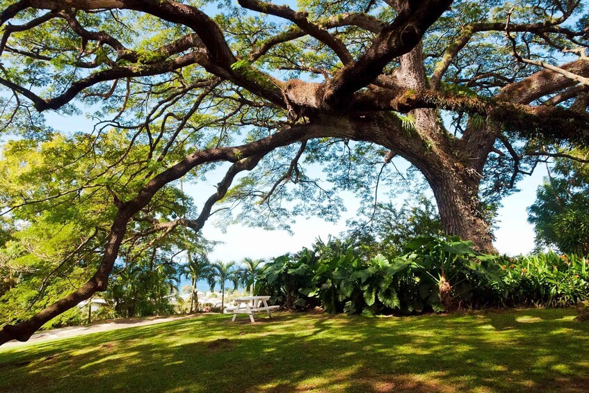 Picture 6 for Activity St. Kitts: Top Sights Guided Van or Open-Air Safari Tour