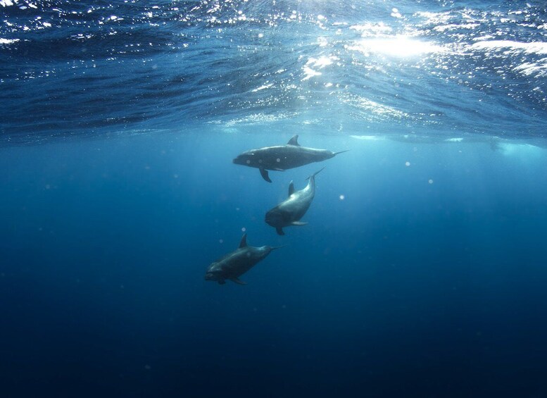 Picture 6 for Activity Golfo Aranci: Tavolara and Molara Snorkeling Dinghy Tour