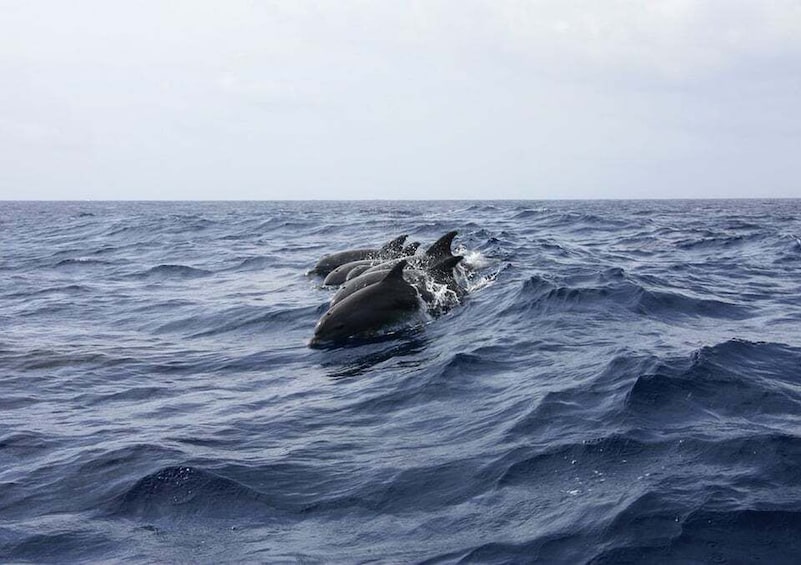 Picture 7 for Activity Golfo Aranci: Tavolara and Molara Snorkeling Dinghy Tour