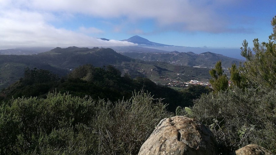 Santa Cruz de Tenerife: 2-Hour Hiking Tour in Anaga Forest