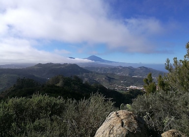 Santa Cruz de Tenerife: 2-timmars vandringstur i Anagaskogen