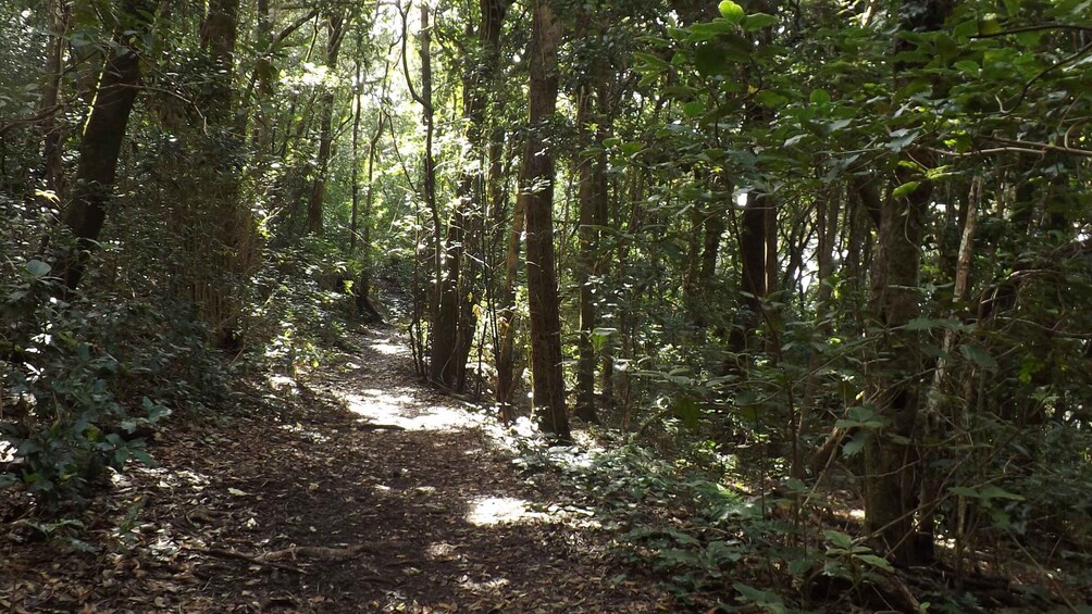 Picture 4 for Activity Santa Cruz de Tenerife: 2-Hour Hiking Tour in Anaga Forest