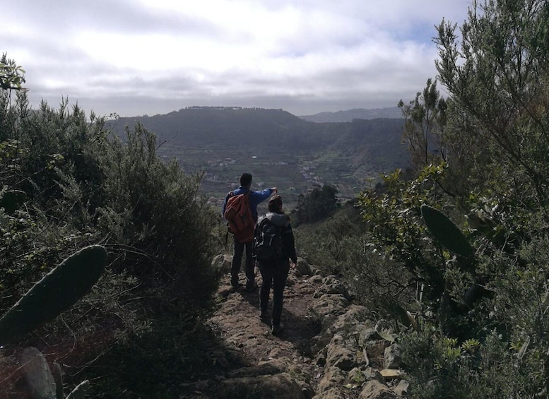 Picture 1 for Activity Santa Cruz de Tenerife: 2-Hour Hiking Tour in Anaga Forest