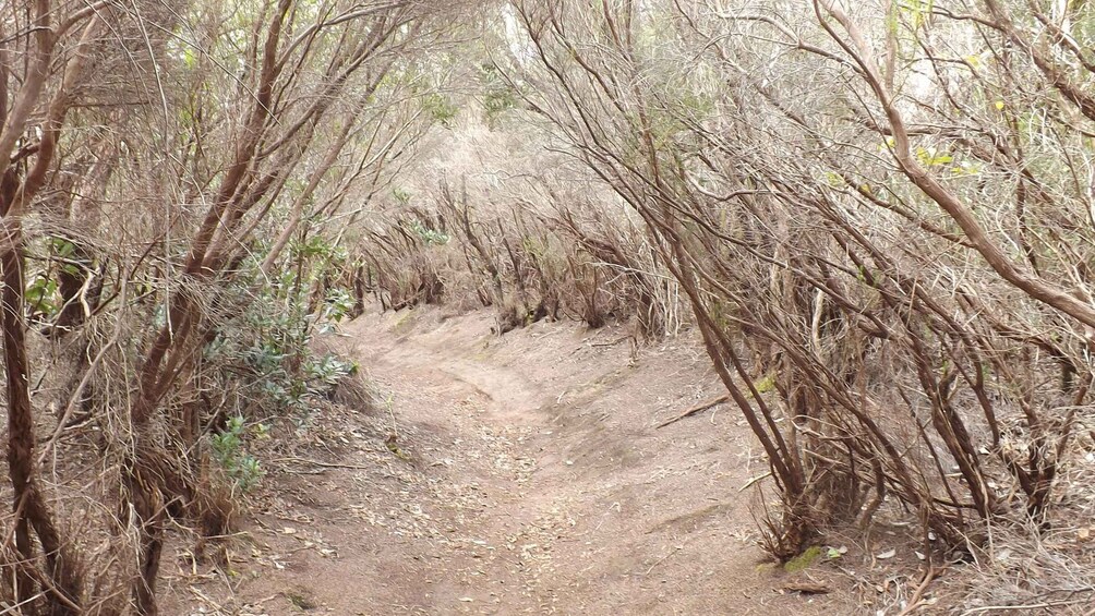 Picture 6 for Activity Santa Cruz de Tenerife: 2-Hour Hiking Tour in Anaga Forest