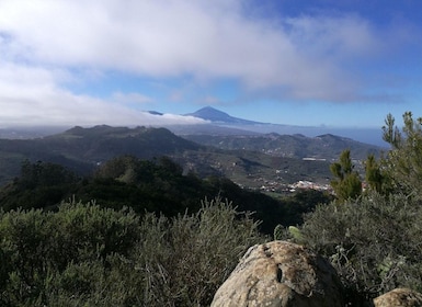 Santa Cruz de Tenerife: 2 tunnin vaelluskierros Anagan metsässä