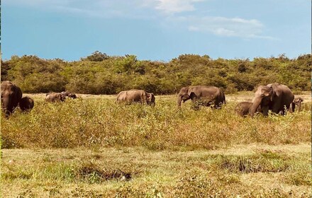 ทัวร์หนึ่งวันในอุทยานแห่งชาติซิกิริยาและมินเนอริยาจากเนกอมโบ