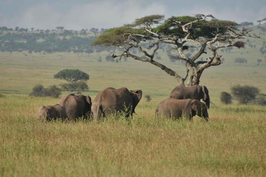 Picture 2 for Activity 5 Days Selous & Mikumi Safari