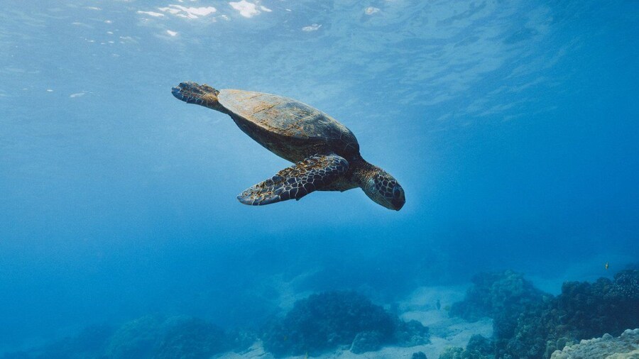 Night Snorkeling in Mirissa