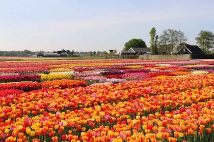 Amsterdam: Privat tur Tulipaner, Keukenhof, vindmølle og ost