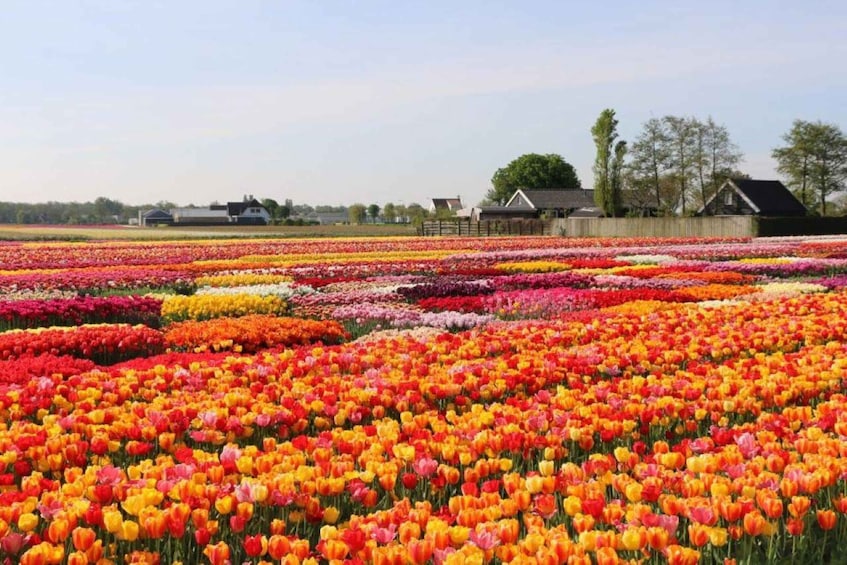 Private tour to Tulips, Keukenhof, Windmills & Cheese Farm