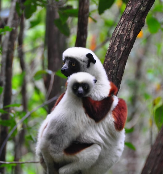 Picture 6 for Activity Hitory & Cultural with Lemur Discovery Tour of Antananarivo