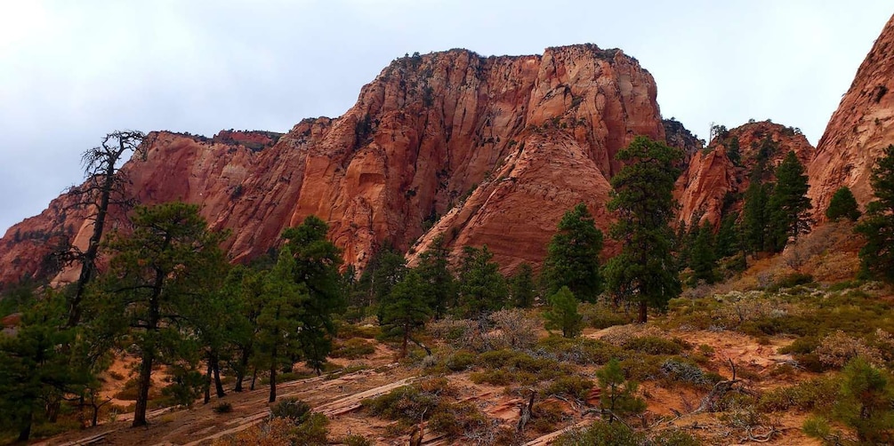Picture 4 for Activity Zion National Park - Kolob Terrace: 1/2 Day Sightseeing Tour