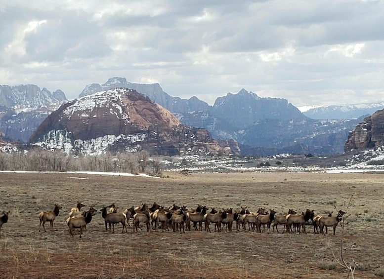 Picture 10 for Activity Zion National Park - Kolob Terrace: 1/2 Day Sightseeing Tour