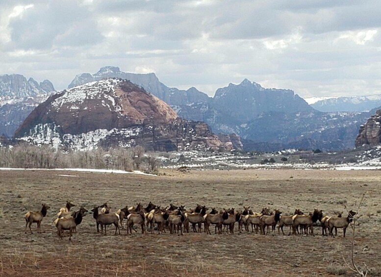 Picture 8 for Activity Zion National Park - Kolob Terrace: 1/2 Day Sightseeing Tour