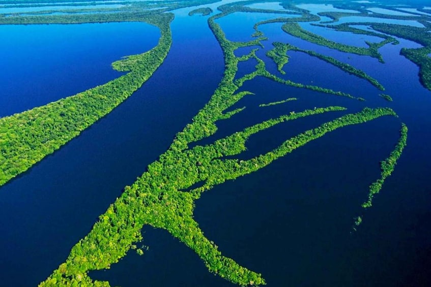 Picture 3 for Activity Manaus: Amazonas Jungle Trek & Anavilhanas Archipelago