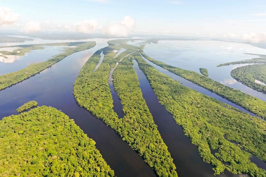 Picture 4 for Activity Manaus: Amazonas Jungle Trek & Anavilhanas Archipelago