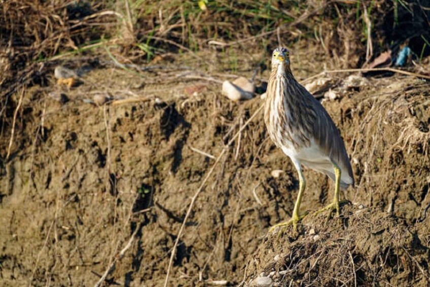 Picture 4 for Activity Wonders of Wildlife: 4-Day Chitwan National Park Tour