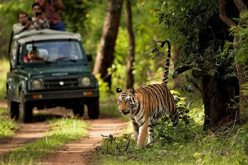 Wonders of Wildlife: 4-Day Chitwan National Park Tour