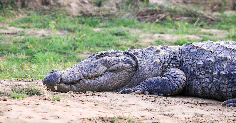 Picture 6 for Activity Wonders of Wildlife: 4-Day Chitwan National Park Tour