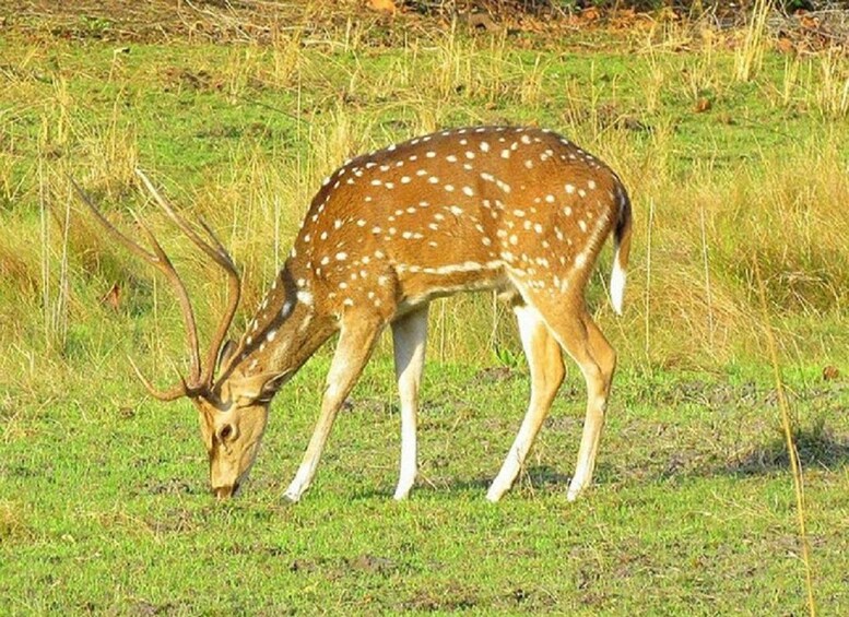 Picture 3 for Activity Wonders of Wildlife: 4-Day Chitwan National Park Tour