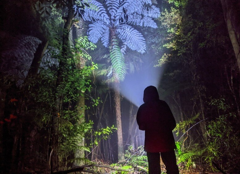 Picture 2 for Activity Rotorua: Nocturnal Glow Worm Tour with a Guide